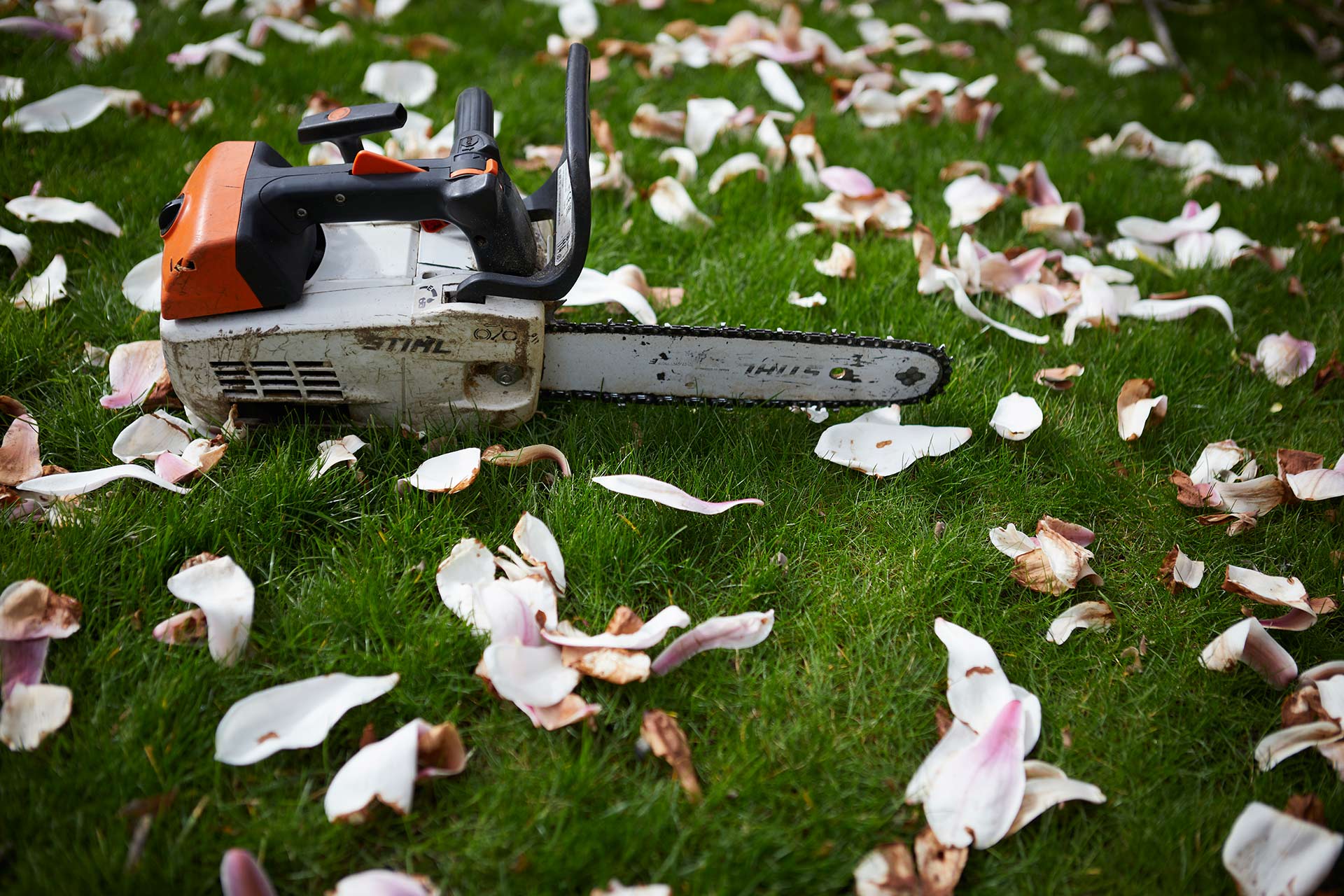 tree surgeon chainsaw in blossom